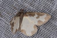 Lomaspilis marginata