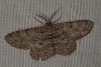 Hypomecis punctinalis