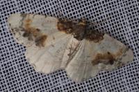 Ligdia adustata