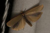 Indalia pygmaeola