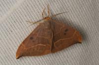 Watsonalla binaria