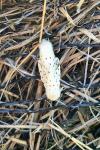 Spilosoma lubricipeda