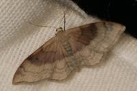 Idaea degeneraria
