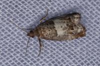 Notocelia trimaculana