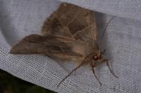 Minucia lunaris
