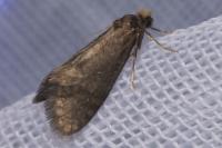 Taleporia tubulosa