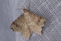 Macaria alternata