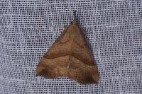 Hypena proboscidalis