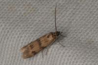 Homoeosoma sinuella