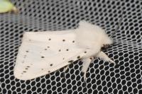 Spilosoma lubricipeda