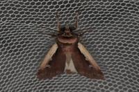 Ochropleura plecta