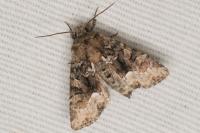 Oligia strigilis
