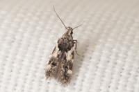 Teleiodes luculella