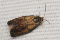 Ptycholoma lecheana