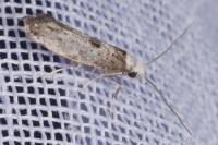 Paraswammerdamia albicapitella