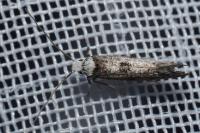Paraswammerdamia albicapitella