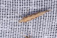 Plutella xylostella