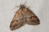 Chesias rufata