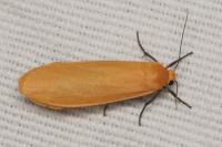Wittia sororcula