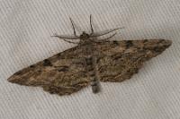 Peribatodes rhomboidaria
