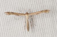 Oxyptilus