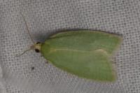 Tortrix viridana