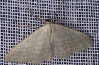 Idaea subsericeata