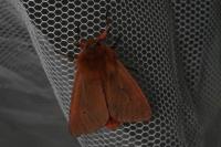 Phragmatobia fuliginosa