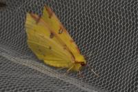 Opisthograptis luteolata