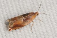 Ancylis mitterbacheriana