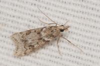 Eudonia angustea