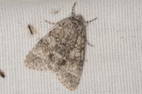 Acronicta megacephala