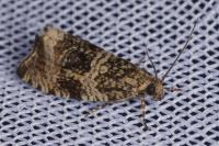 Celypha lacunana
