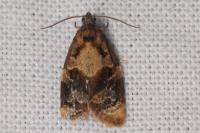 Ditula angustiorana