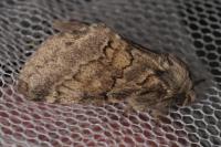 Gluphisia crenata