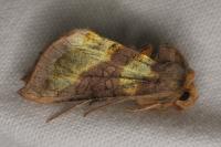 Diachrysia chrysitis