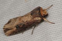 Axylia putris