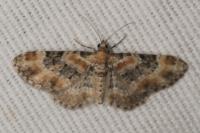 Eupithecia pulchellata