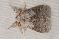 Calliteara pudibunda