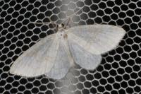 Asthena albulata