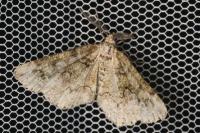 Cleorodes lichenaria