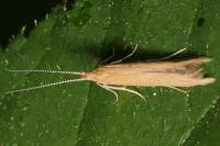 Coleophora