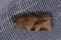 Choristoneura hebenstreitella