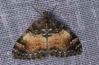Dysstroma truncata