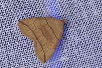 Herminia grisealis
