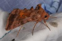 Autographa jota