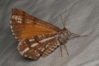 Bupalus piniaria