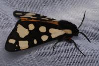 Arctia villica