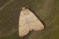 Charanyca trigrammica