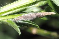 Coleophora calycotomella